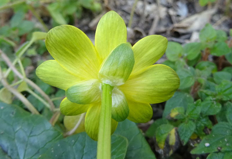 Ficaria verna subsp. verna / Ranuncolo favagello